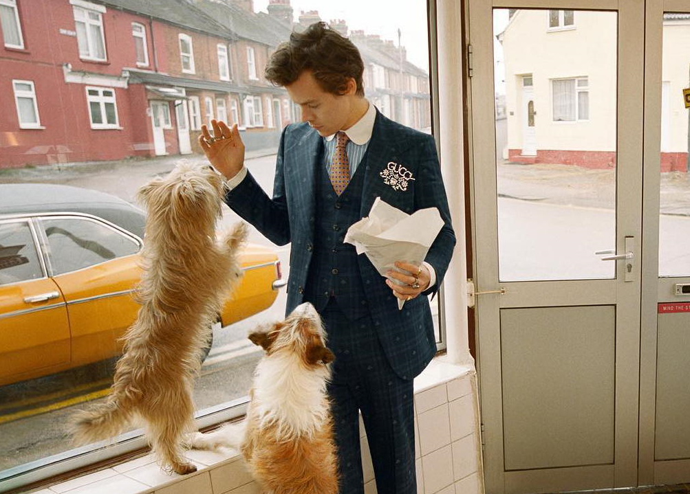 Harry Styles pozuje z... kurą i psami w nowej kampanii Gucci Tailoring<