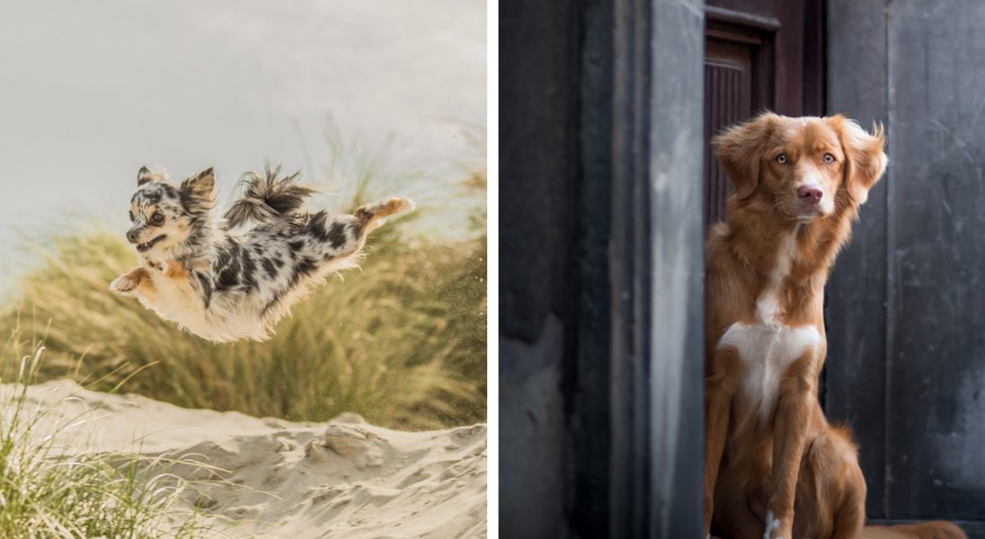 Wybrano najlepsze zdjęcia w konkursie dla psich fotografów