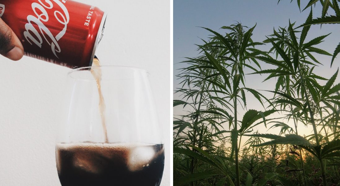 Coca-Cola będzie produkować napój z marihuaną CBD? Trwają negocjacje z hodowcą konopi